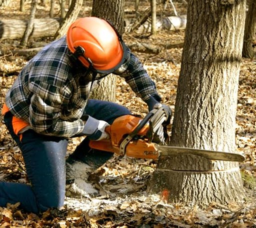 Tree Removal in Coal Hill, AR